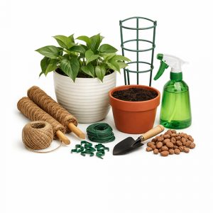 Уход за комнатными растениями